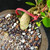 Close-up of Fukien Tea bonsai trunk base in Yixing ceramic pot, showing pale textured bark, bonsai soil surface, red TWEB23015 identification tag, and pot rim