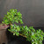 Close view of Fukien Tea bonsai canopy and branch line, showing shiny green leaves, small white flowers, textured trunk movement, and cascade-style form
