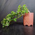 Full side view of flowering cascade Fukien Tea bonsai in reddish-brown Yixing ceramic pot, showing long sweeping trunk, glossy green foliage, and small white flowers