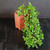 Top angled view of flowering cascade Fukien Tea bonsai showing glossy green canopy, small white blooms, downward flowing branch structure, and reddish Yixing pot