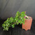 Angled view of cascading Fukien Tea bonsai with shiny tropical leaves, visible white flowers, pale textured trunk, bonsai soil, and 5 inch Yixing ceramic pot