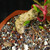 Close-up of Fukien Tea bonsai trunk base in Yixing ceramic pot, showing pale textured bark, bonsai soil surface, red TWEB23025 identification tag, and new green leaves