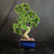 Flowering S-Curve Fukien Tea Bonsai with Blue Glazed Japanese Pot