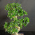 Flowering S-Curve Fukien Tea Bonsai with Blue Glazed Japanese Pot