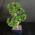 Flowering S-Curve Fukien Tea Bonsai with Blue Glazed Japanese Pot