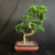 Full front view of flowering Fukien Tea bonsai in show quality Yixing pot, showing tall S-curved trunk, glossy green canopy, small white flowers, and upright tropical bonsai shape