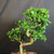 Close view of Fukien Tea bonsai upper canopy, showing glossy tropical leaves, small white flowers, pale curved trunk movement, and layered flowering branch structure