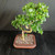 Angled full view of Fukien Tea bonsai in rectangular show quality Yixing pot, showing upright S-curve trunk, dense glossy foliage, white blooms, and 14 inch spread