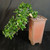 Angled view of cascade Fukien Tea bonsai with shiny tropical leaves, visible white flowers, pale curved trunk, bonsai soil surface, and tall warm-toned Yixing ceramic pot