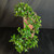 Top view of cascade Fukien Tea bonsai showing long flowing canopy, glossy tropical foliage, small white flowers, curved branch structure, and tall Yixing ceramic pot behind the tree