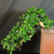 Close view of flowering Fukien Tea cascade canopy showing glossy green leaves, small white blooms, trailing branch structure, textured trunk, and the rim of the Yixing pot