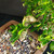 Close-up of Fukien Tea bonsai trunk and branch detail in Yixing ceramic pot, showing textured pale bark, bonsai soil, glossy leaves, flower buds, and cascading growth