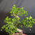 Close view of mature Fukien Tea bonsai canopy showing classic S-curve trunk movement, glossy green leaves, white flowers, branching structure, and red tree identification tag