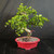 Full front view of mature imported flowering Fukien Tea bonsai in red glazed Yixing ceramic pot, showing classic S-curve trunk, glossy green foliage, white blooms, and 15 inch spread