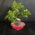 Angled full view of traditional S-curve Fukien Tea bonsai with mature textured trunk, red glazed Yixing pot, dense tropical foliage, small white flowers, and bonsai soil surface
