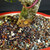 Close-up of the Fukien Tea trunk base in its red glazed Yixing pot