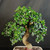 Close view of flowering Fukien Tea bonsai canopy showing dense glossy tropical leaves, small white blooms, pale textured S-curve trunk, and classic upright bonsai structure