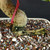 Close-up of Fukien Tea bonsai trunk base showing red TWEB23673 identification tag, textured pale bark, surface root detail, bonsai soil mix, and cream glazed ceramic pot edge