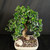 Angled top view of mature Fukien Tea bonsai with rounded glossy canopy, small white flowers, thick curved trunk, cream glazed ceramic pot, bonsai soil surface, and decorative rock