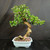 Full front view of mature flowering Fukien Tea bonsai in light glazed Yixing pot, showing dramatic S-curve trunk, glossy green canopy, small white flowers, and exposed root detail