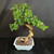 Angled full view of traditional S-curve Fukien Tea bonsai with mature textured trunk, rounded flowering canopy, glossy tropical leaves, bonsai soil surface, and 9 inch glazed Yixing pot