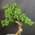 Close view of flowering Fukien Tea bonsai canopy showing many small white blooms, shiny green leaves, mature branching, and thick S-curve trunk movement