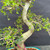 Close-up of the Chinese Elm S-curve trunk with smooth pale bark