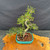 Top angled full view of Chinese Elm bonsai showing 16 inch spread, S-curve trunk, exposed roots, turquoise glazed pot, sparse summer foliage, and branching structure from above