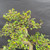Close view of Chinese Elm bonsai upper canopy showing small green leaves, fine twig branching, developing buds, trimmed branch structure, and deciduous bonsai growth