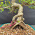 Close-up of Chinese Elm bonsai exposed root base showing twisted surface roots, textured trunk, pink identification tag, bonsai soil, and turquoise glazed pot rim