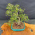 Top angled view of imported Chinese Elm bonsai showing 13 inch spread, twisting trunk, exposed root base, turquoise glazed Yixing pot, and open branching structure photographed June 26 2026