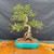 Full front view of imported Chinese Elm bonsai in turquoise glazed Yixing ceramic pot, showing twisting trunk movement, gnarly exposed root base, open branching, and 18 inch height