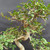 Detailed close-up of Chinese Elm bonsai upper branching showing small green leaves, fine twig structure, traditional imported bonsai styling, and developing canopy shape