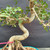 Close view of Chinese Elm bonsai S-curve trunk showing smooth gray bark, compact branching, small serrated green leaves, and exposed root base above turquoise glazed pot