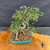 Top angled view of imported Chinese Elm bonsai showing compact 10 inch spread, exposed root base, turquoise glazed Yixing pot, open branch structure, and small green leaves
