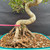 Close-up of imported Chinese Elm bonsai base showing exposed roots, elegant S-curve trunk movement, pink identification tag, bonsai soil, and turquoise glazed Yixing ceramic pot rim
