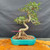 Full front view of imported Chinese Elm bonsai in turquoise glazed Yixing ceramic pot, showing elegant S-curve trunk, gnarly exposed roots, 16 inch height, compact canopy, and traditional bonsai form
