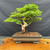Full front view of large old Chinese Elm bonsai in show quality Yixing ceramic pot, showing mature branching, broad green canopy, pale aged trunk, exposed surface roots, and 20 inch height