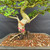 Close-up of old Chinese Elm bonsai trunk base showing mature pale bark, surface roots, pink identification tag, fresh bonsai soil, and show quality Yixing ceramic pot rim