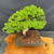 Top angled view of large cold-hardy Chinese Elm bonsai showing 18 inch spread, full mature canopy, show quality Yixing ceramic pot, fresh bonsai soil, and established branching structure