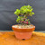 Full front view of rare Red Flowering Chojubai in 6 inch Tokoname grow pot, showing compact healthy green foliage, exposed root base, textured trunk, and outdoor bonsai structure