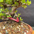 Close-up of Red Flowering Chojubai exposed roots and trunk base, showing rugged root texture, pink identification tag, bonsai soil surface, and healthy new growth