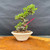 Full front view of rare Red Flowering Chojubai bonsai in cream Eimei Tokoname ceramic pot, showing upright trunk, exposed root base, healthy green foliage, and 10 inch height