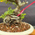 Close-up of Red Flowering Chojubai exposed roots and trunk base, showing rugged root structure, textured bark, pink identification tag, bonsai soil, and Eimei Tokoname pot rim