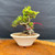 Full front view of rare Red Flowering Chojubai in cream Eimei Tokoname ceramic pot, showing twisted trunk, exposed root base, compact green foliage, and 8 inch height