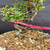 Close-up of Red Flowering Chojubai exposed root base showing rugged roots, red identification tag, textured bark, bonsai soil, and cream Eimei Tokoname pot rim
