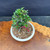 Top view of Red Flowering Chojubai in Eimei Tokoname ceramic pot, showing compact 5 inch spread, exposed root base, bonsai soil surface, and healthy green foliage