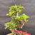 Close view of Red Flowering Chojubai upper trunk and canopy, showing compact branching, healthy green leaves, aged bark texture, and rare outdoor flowering bonsai structure