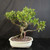 Imported Tiger Bark Ficus bonsai in a cream glazed Japanese ceramic pot with S-curve trunk movement, exposed nebari, aerial roots, full green canopy, and right-extending branch.