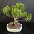 Front view of Imported Tiger Bark Ficus bonsai showing dense green foliage, S-curve trunk, exposed surface roots, aerial root detail, and cream Japanese ceramic pot.